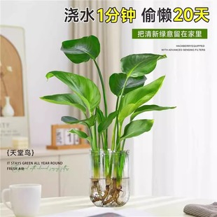 �����Bˮ��ֲ��Gֲ���Ի���ֲ���������ļ����G�҃ȿ͏d�o��ˮ��