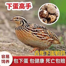 �g�����猙���u�����µ���ֳ�����g���̨���B�^�p�u���w���B����