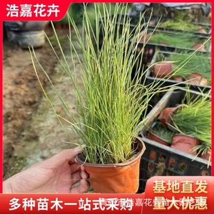 Fendai Grass Seedlings, Perennial Ornamental Seedlings, Outdoor Garden Flower Sea Florals, Fendai Grass Potted Plants