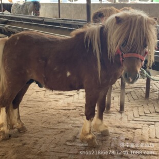 �����а��R�Bֳ�� �������^�^�p���_�R ���۵±����R�O���m���R