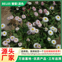 rջܷN ļ̨ͨ^p ׷Nֲ߳ɻ