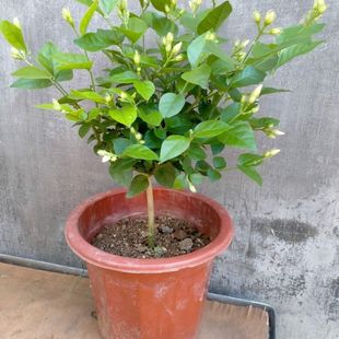 Dropshipping New Single-Petal Jasmine Potted Plant with Original Soil, Free Shipping, Indoor Balcony Perennial Flowering Fragrance