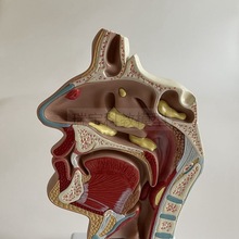 人体鼻腔模型额窦鼻道咽喉扁桃体口腔舌喉咙气管声襞颈部解剖发音