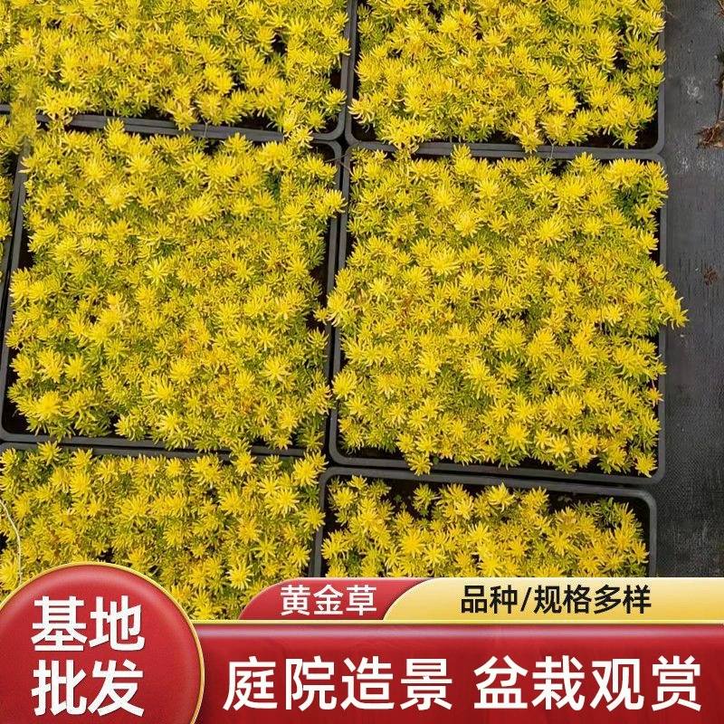 Fred трава крыши озеленение пейзаж трава база оптом сезонная трава цветок озеленение газон пятицветная трава Fred Grass