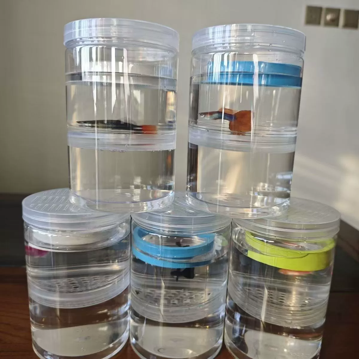 Коробка для разведения гуппи вне резервуара изолированная маленькая рыба