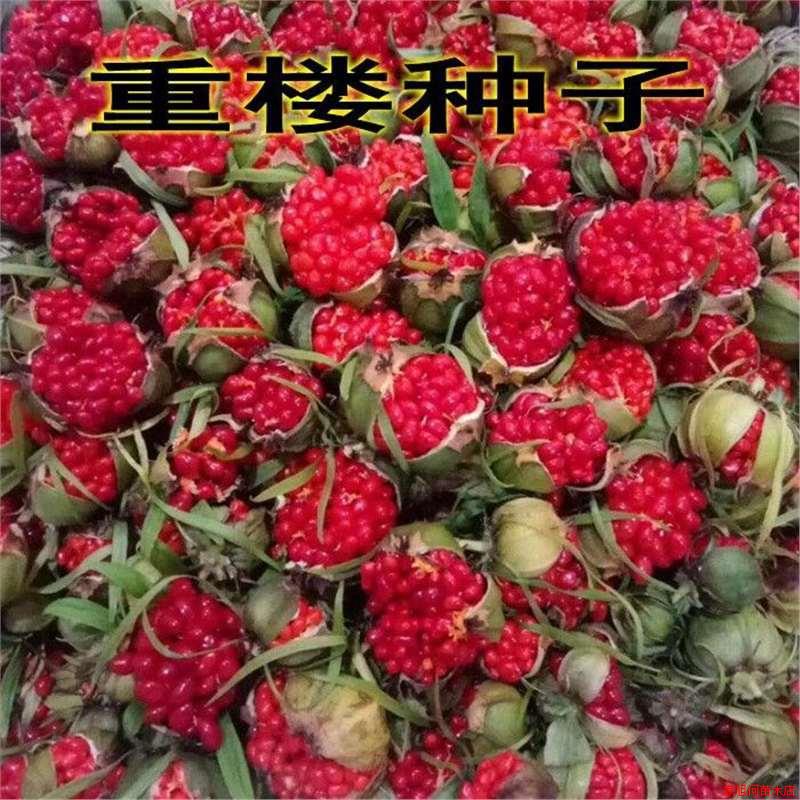 药材种子重楼种子 云南滇重楼七叶一枝花独脚莲种苗籽