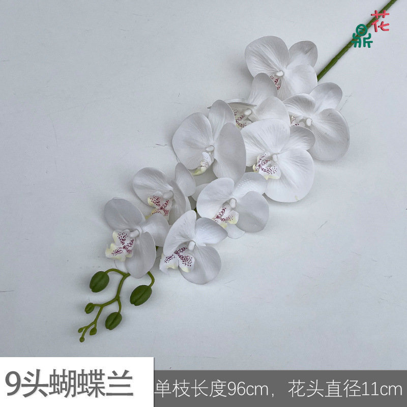 9 phalaenopsis GFG #44 순수한 흰색