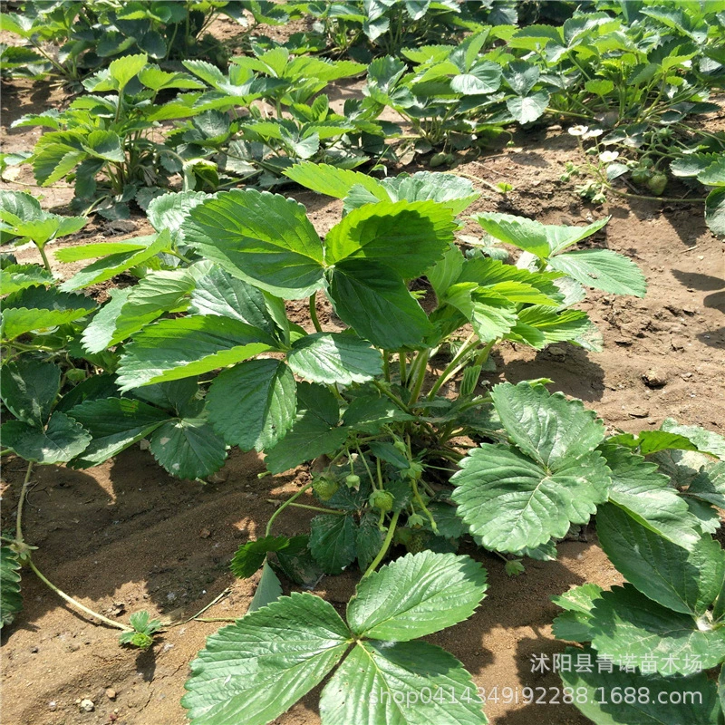 Базовые прямые оптовые поставки сладкого сокровища клубники обильные ароматные клубники полные спецификации для обеспечения выживаемости.