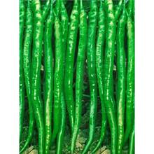 LNӷN紺＾߮aN̨N߲˷N