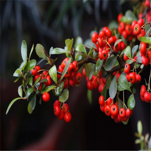 �����@�־G��������ľ������ �M��t�e��ͥԺ�^�p�L���𼬘���