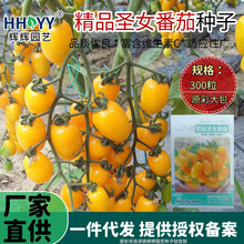 精品圣女番茄种子四季矮生番茄苗水果盆栽千禧种子小西红柿种子