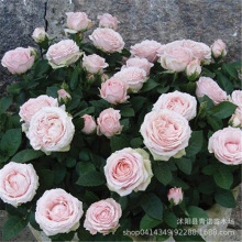 基地苗圃批发欧月微月无限公主月季花苗大花微月非常漂亮扦插小苗