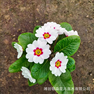 Large Wholesale Primroses, Ornamental Green Florals, Community Square Flower Seas, New Year's Eve Florals for Rent, Grass Florals