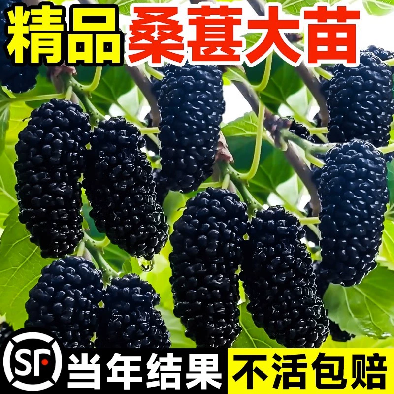 Большие саженцы шелковицы с горшками для фруктов, фруктовые деревья с прививкой белой шелковицы из Тайваня, саженцы фруктов, сладкие фрукты в любое время года на севере и юге.