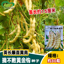 摘不败黄金钩豆角种子 荚长黄靓无丝豆角鲜嫩架芸豆种籽 菜园蔬菜