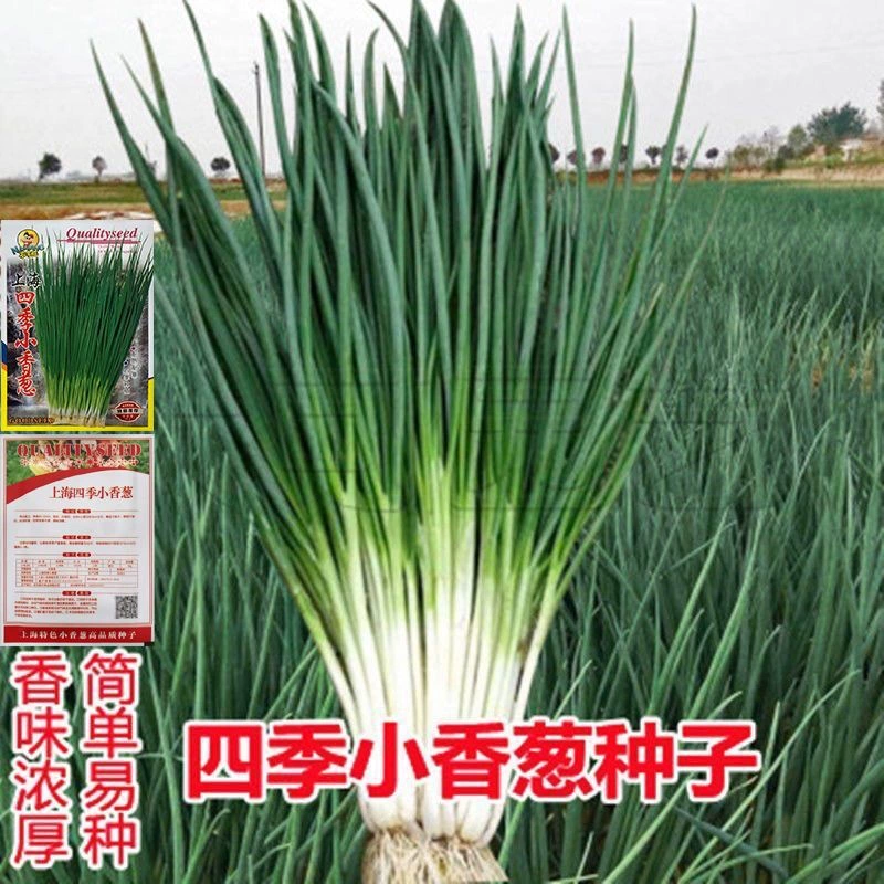 Семена чеснока легко выращивать в четыре сезона семена лука балкон Крытый горшечные Семена лука двор посадка семян овощных культур