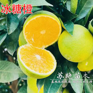 ��Ƥ���ǳ������o�ѳ��Ә������Ե����Ϸ�����ͥԺ�Nֲ�������