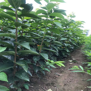 ���Ә����ֱ�l���l�ϱ��NֲƤ�������Ե��dͥԺ����