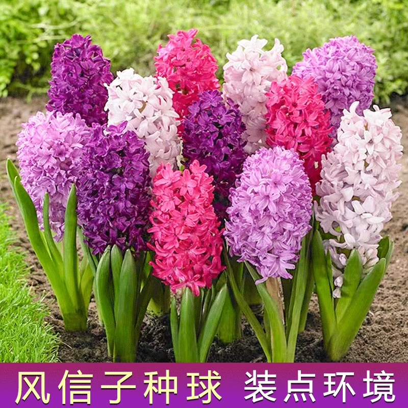 [Развитие семян гиацинта] Новичок по выращиванию цветов и садоводству в горшках