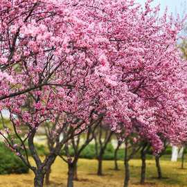 美人梅树景区观赏梅花树苗四季种植工程树苗园林造景花树规格齐全