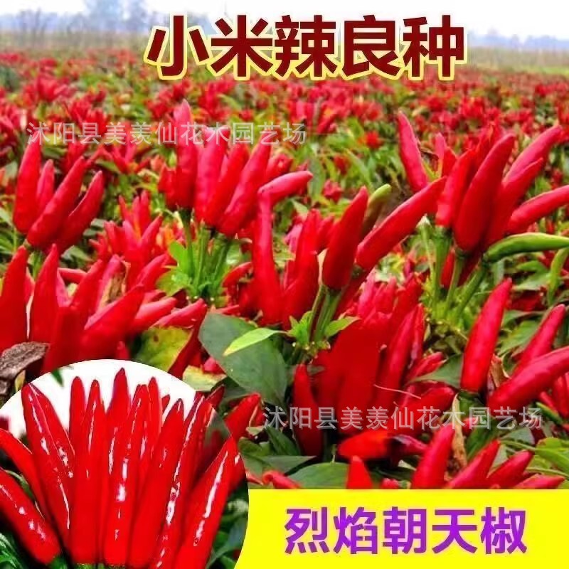 Chili Pepper Seeds, Sharp Pepper, Horn Pepper Seeds, Red Pepper Seeds, Chaotian Pepper Balcony Four-Season Pepper
