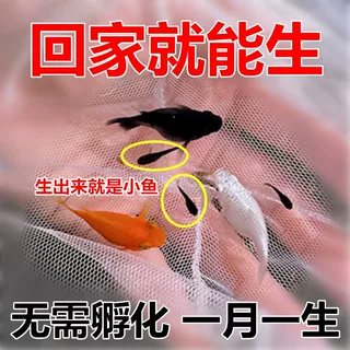 玛丽球鱼 吃油膜玛丽鱼 胎生鱼 大肚子母鱼直接生小鱼 新手好养