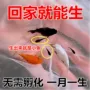 新手直接油膜球鱼