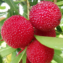 ÷޽Ӗ|̿÷ϷԹ箔Yش