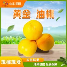 黄金油桃山东蒙阴黄桃现摘先发黄肉油桃当季新鲜水果脆甜毛桃整箱