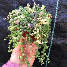 ������m���������˜I�̨��������ֲ��������mС�����ļ����B��