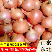 东北产小毛葱头红葱头迷你圆葱生吃小洋葱油鬼子葱当年新鲜毛葱