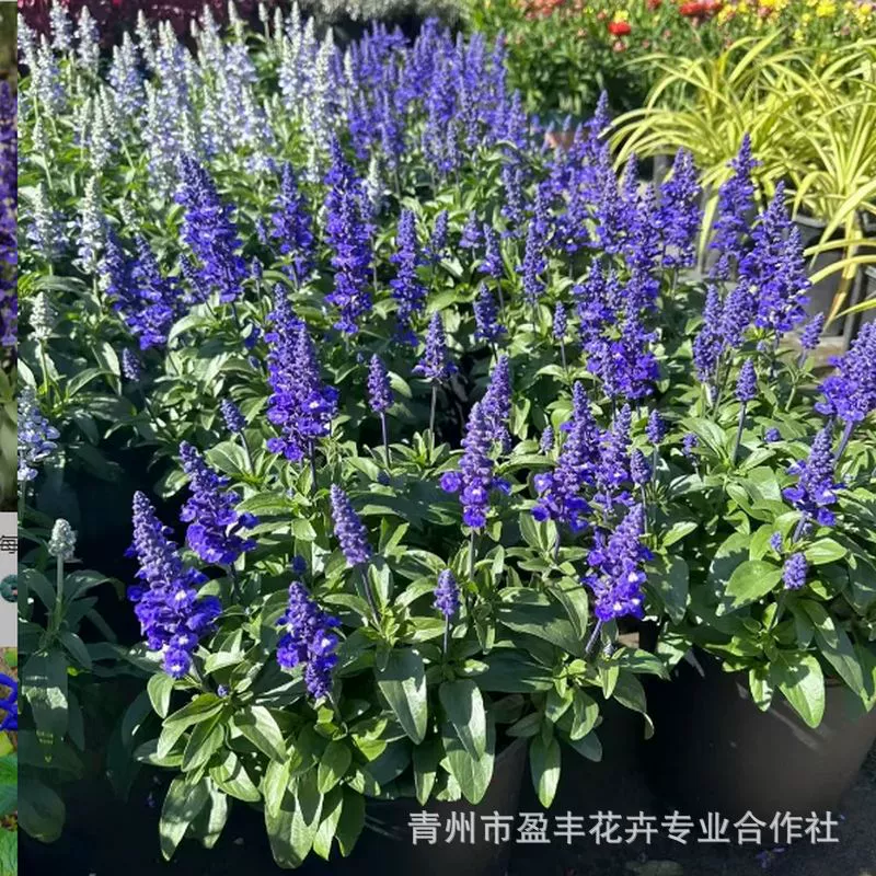 Орхидея шалфея легко выращивать цветочные рассады в любое время года, ландшафтный сад, балкон, цветочное море, дворовые цветочные рассады, морозостойкие и засухоустойчивые многолетние цветы.