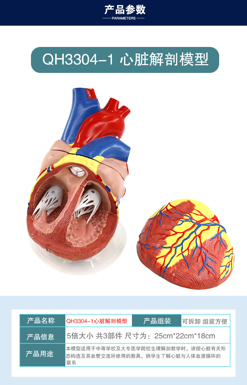 心脏解剖模型_08.jpg