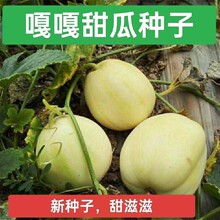 嘎嘎甜香瓜种子黄甜瓜水果种子春秋易种含糖量高农家老品种