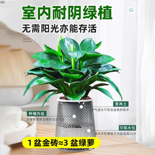 ��荾G�������ԾG�}���ܾGֲˮ��ֲ���҃��B�ļ������lؔ���ȩ