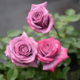 ��޹�²�Ů���Ͼ��`�¼���ɫ�S���¼��ڻ��{���`�̨����΢����