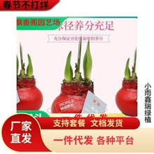 进口鬼魅荷兰朱顶红重瓣种球精灵特大盆栽花卉大种球四季开花植物