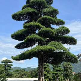 罗汉松庭院造型树老桩盆景迎客松真树黑松进口别墅罗汉松景观树