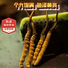 冬虫夏草正品 2根/克西藏那曲精品干虫草 源头厂家全国批发代发