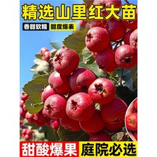 正宗山里红山楂树活苗盆栽大金星南北方种植果苗庭院地栽当年结果