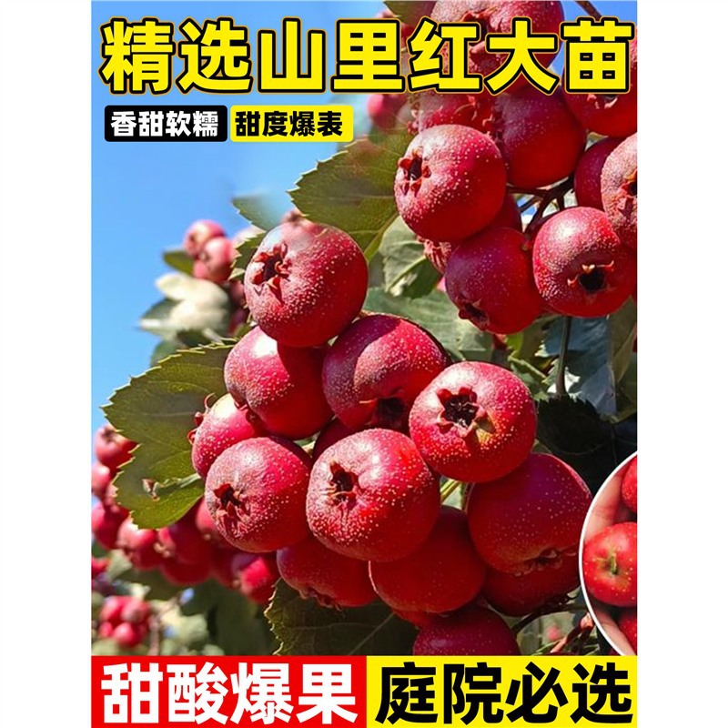 正宗山里红山楂树活苗盆栽大金星南北方种植果苗庭院地栽当年结果