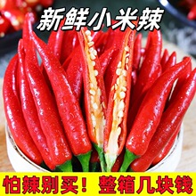 小米辣椒新鲜现摘批发小米椒朝天椒特辣超辣薄皮土红辣椒指天椒