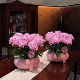 花盆容器;装饰花瓶;其他托盘