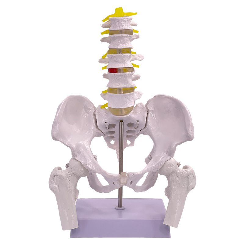 ��ѧ������׼�Ů�Թ��輰�ӹ�ģ��Ů����ǻ�ṹ������׼��⿵��