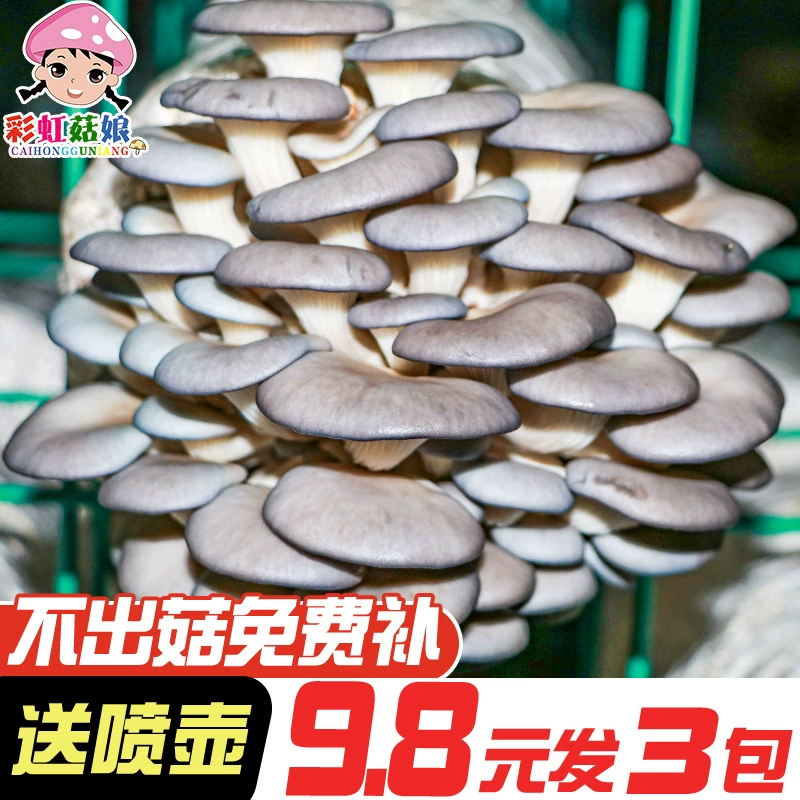 Набор для выращивания грибов для домашнего выращивания съедобных грибов, легко выращиваемых грибов шиитаке, подходит в качестве подарка детям, для использования в помещении.