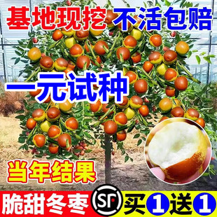 ��������ش�մ�������޽ӱ����Ϸ��NֲͥԺ��z��������������