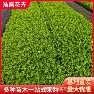玛格丽特穴盘苗木春菊花坛花境道路绿化工程用多年生花期长基地