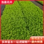 多年生玛格丽特道路花期花境