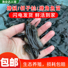 本地塘鲺鱼苗淡水胡子鲶鱼苗塘角鱼苗土塘鲺鱼苗塘虱鱼活体鱼苗