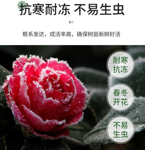 һ�����l�ļ������Ͷ��̓���軨�����҃����̨���@�^�������辰